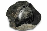 Polished Fossil Dinosaur Bone (Gembone) Section - Wyoming #309400-1